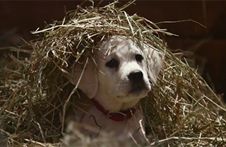 Dog Days of Summer