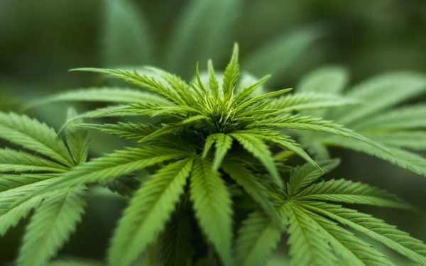 Pritzker Administration Announces Sales Figures for First Days of Adult Use Cannabis