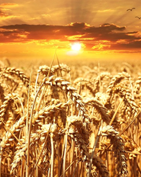 Wheat Harvest; All But Done