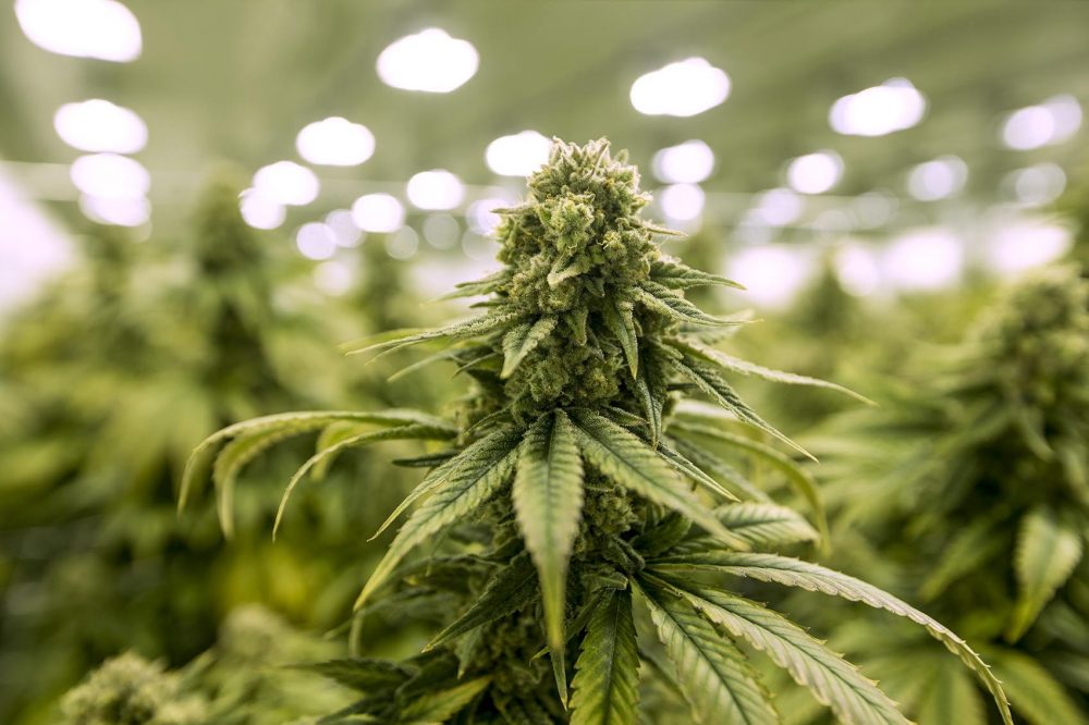 Pritzker Administration Announces $100 Million Milestone in Cannabis Revenue Collected