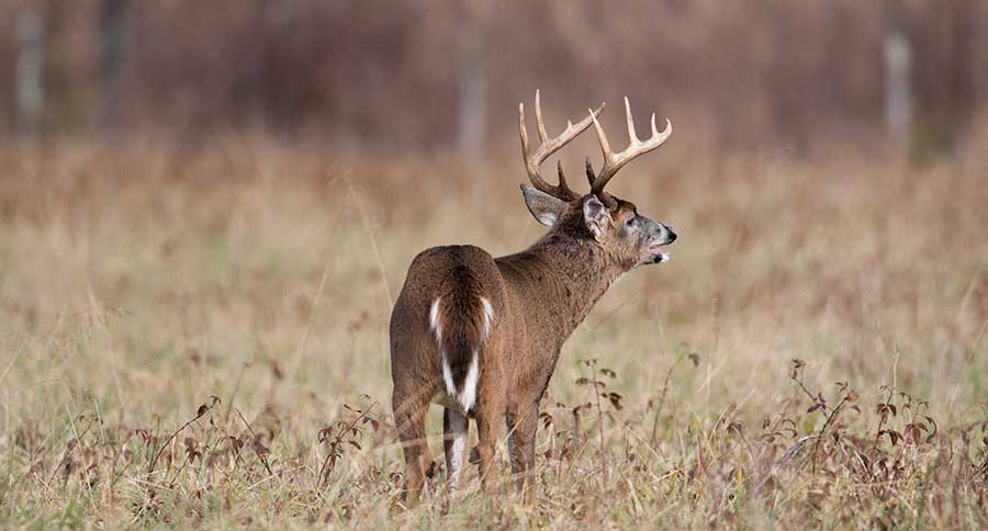 IDNR Releases 2020 Preliminary Deer Harvest Information