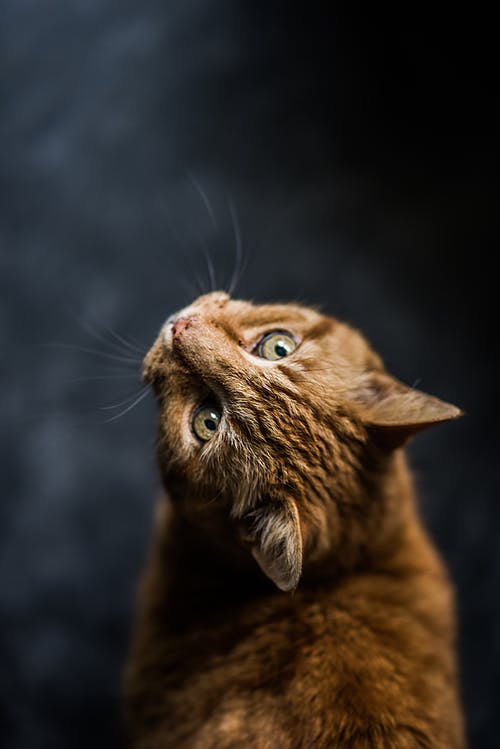 Animal Control Officer and Alderman Set Story Straight Following Feral Cat Social Media Post