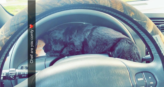 Carmi Woman Reports Dog Theft