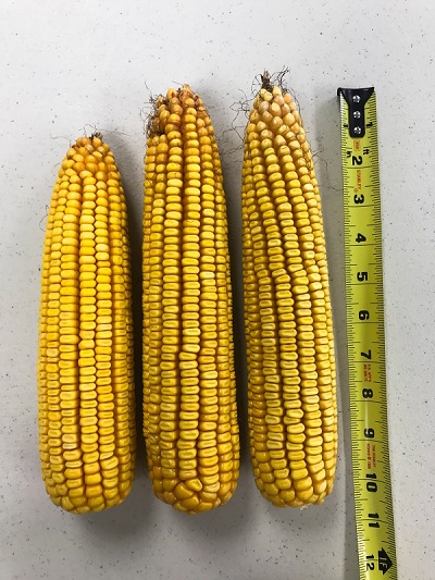 White County Crops Look to Be in Great Shape Following Annual Crop Tour