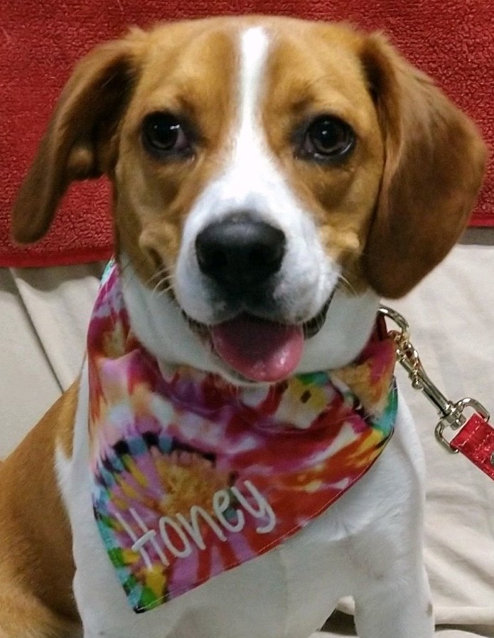 Pets @ Risk Raises More than $3,800; Announces Top 12 for Photo Contest