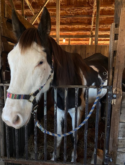 Animal Neglect Alleged Over Past Several Weeks in Carmi
