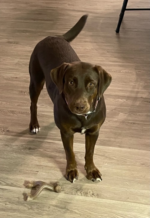 Top Twelve Announced for 2024 Pets at Risk Calendar
