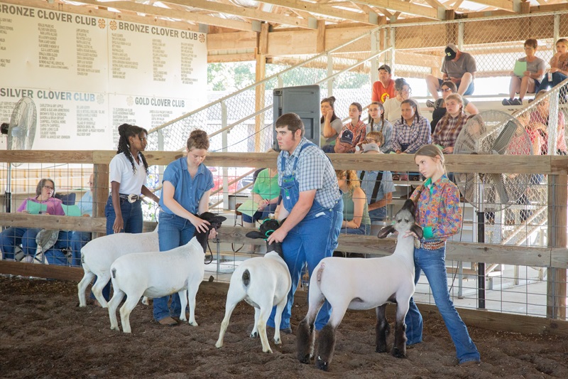 White County 4-H Fair Livestock Show, Tractor Driving, and Shooting Sports Results