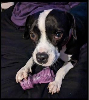 Pets at Risk Fills 2025 Calendar with Contest Winners