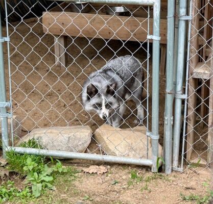 photo of a fox housed at Vaughn Deer Farm and Wildlife Sanctuary