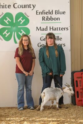 Res. Gr. Ch. Mini Wether Brooklyn Thompson Carmi Kiwanis